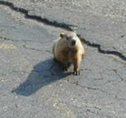 The Old Town Gopher